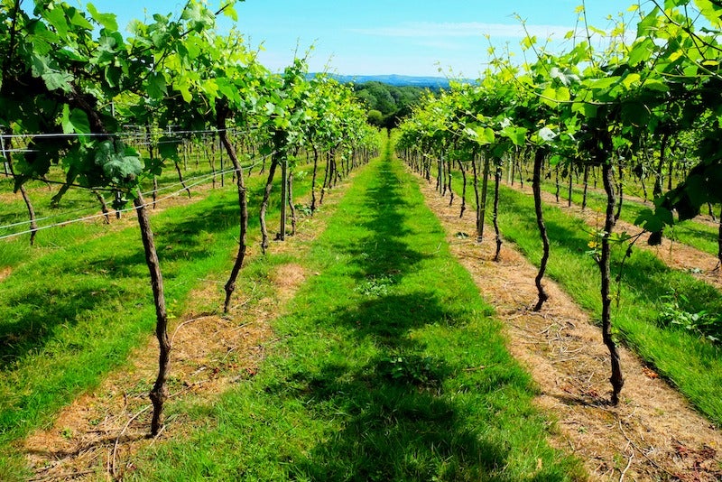 Investment in UK wine-growing land grows in popularity with HNWs Investment in UK wine-growing land grows in popularity with HNWs