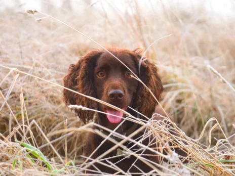 A chinwag with the man who trains dogs for the world's super-rich